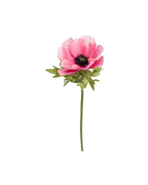 Anemon snittblomma rosa