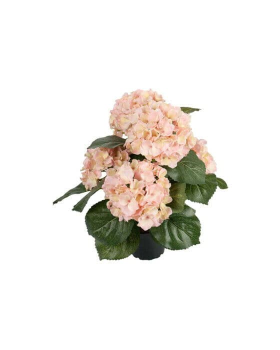 Hortensia krukväxt rosa