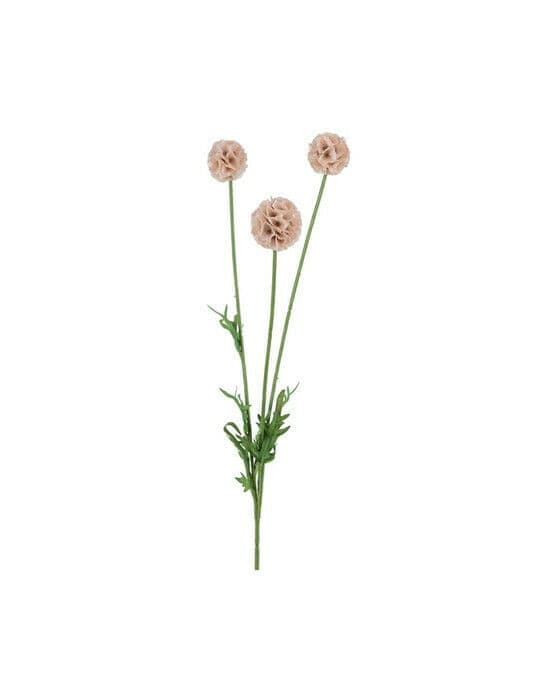 Scabiosa snittblomma rosa
