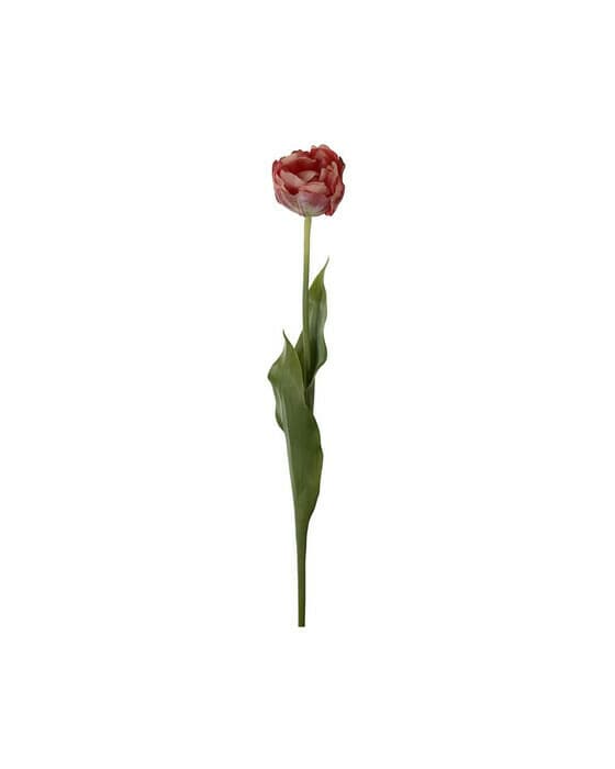Tulpan snittblomma mörkrosa