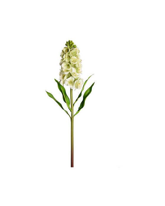 Lövkoja snittblomma grön