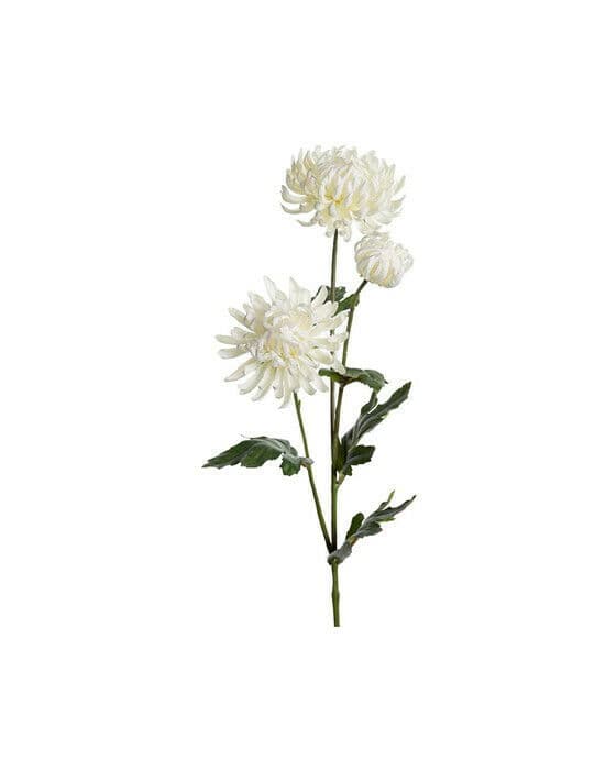 Krysantemum snittblomma vit