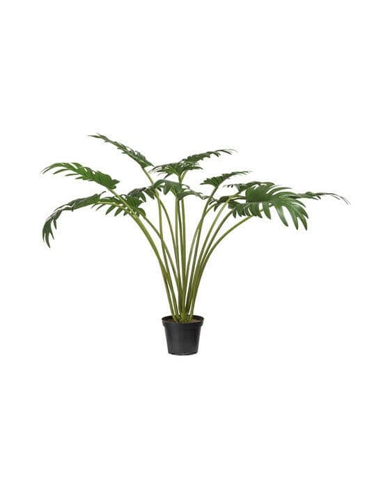 Philodendron krukväxt grön