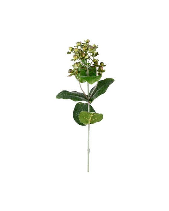 Hypericum snittblomma grön