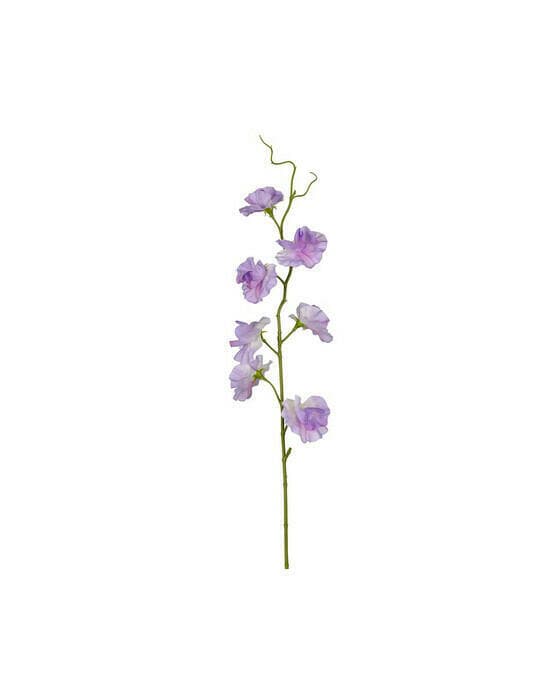 Luktärt snittblomma lila