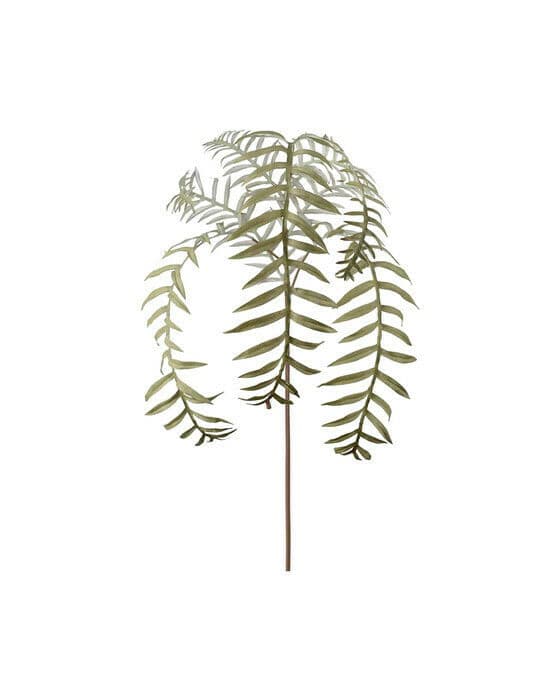 Ormbunksblad grön