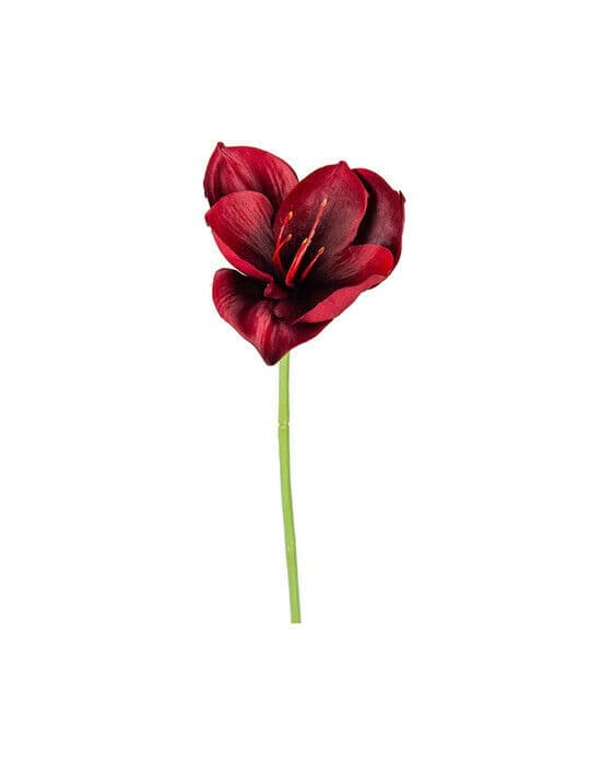 Amaryllis snittblomma burgundy