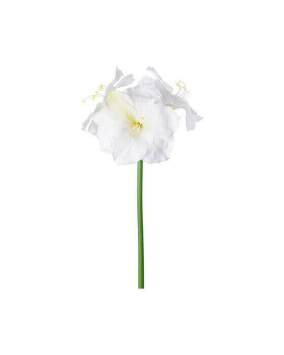 Amaryllis snittblomma cream