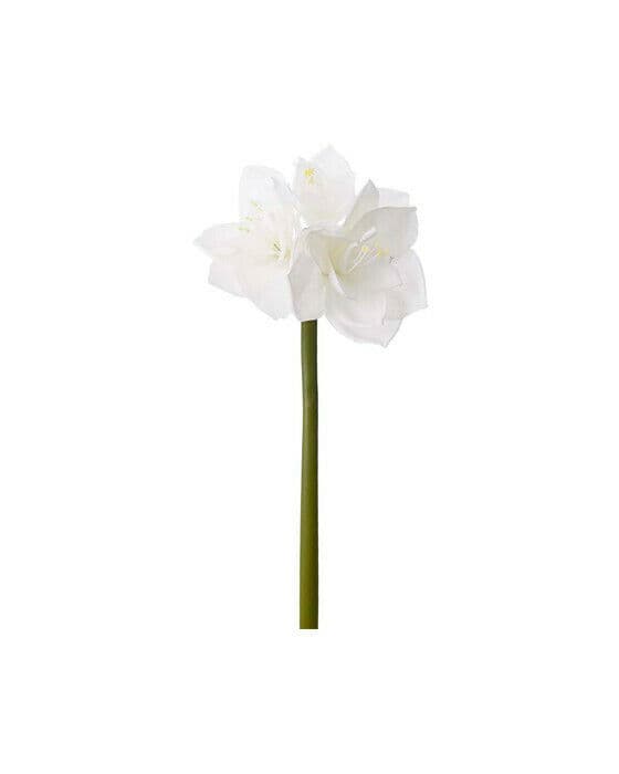 Amaryllis snittblomma vit