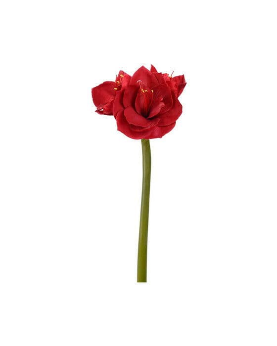Amaryllis snittblomma röd