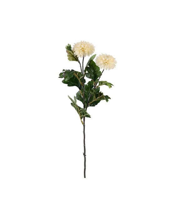Krysantemum snittblomma off-white