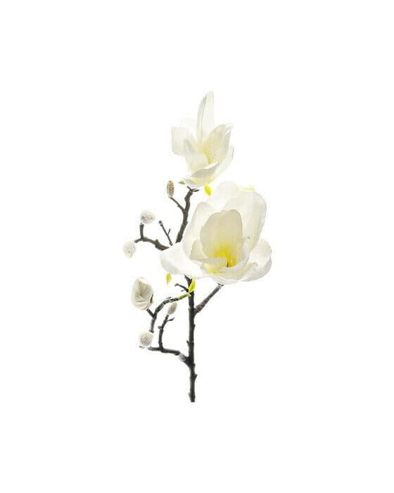 Magnolia snittblomma vit/gul