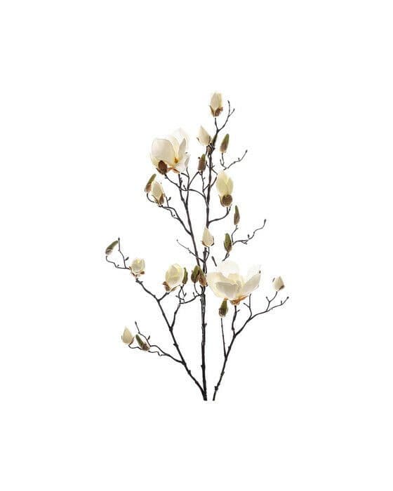 Magnolia snittblomma vit
