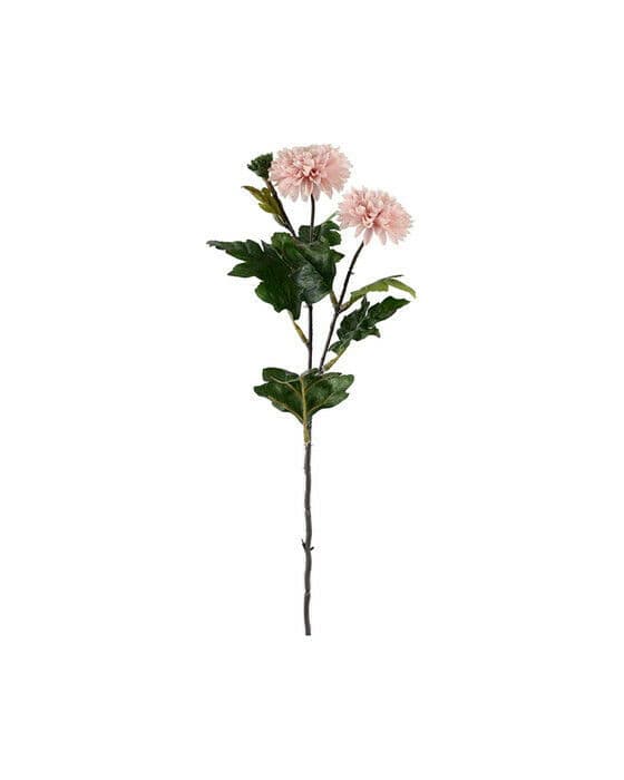 Krysantemum snittblomma ljusrosa