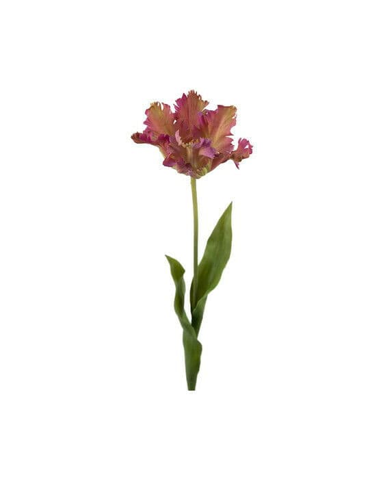 Papegojtulpan snittblomma lila