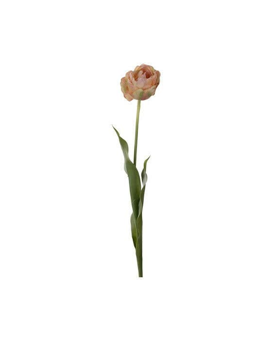 Tulpan snittblomma persika