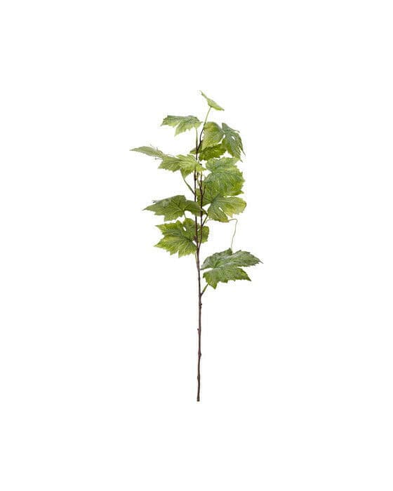 Vinbärskvist snittblomma grön