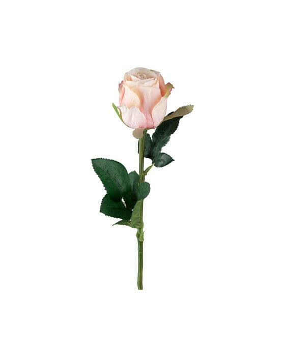 Ros snittblomma ljusrosa