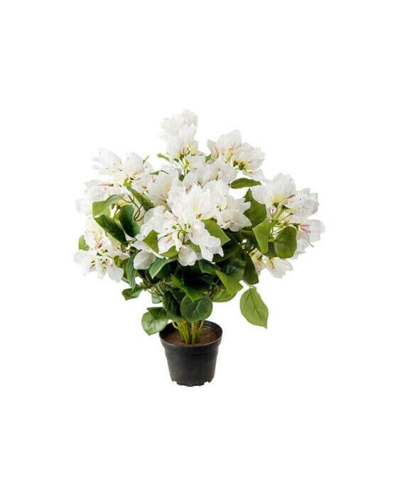 Bougainvillea krukväxt vit