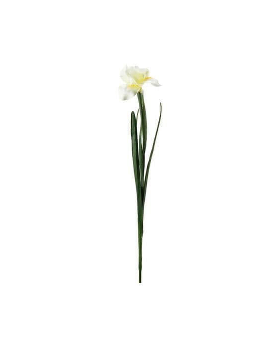 Iris snittblomma gul