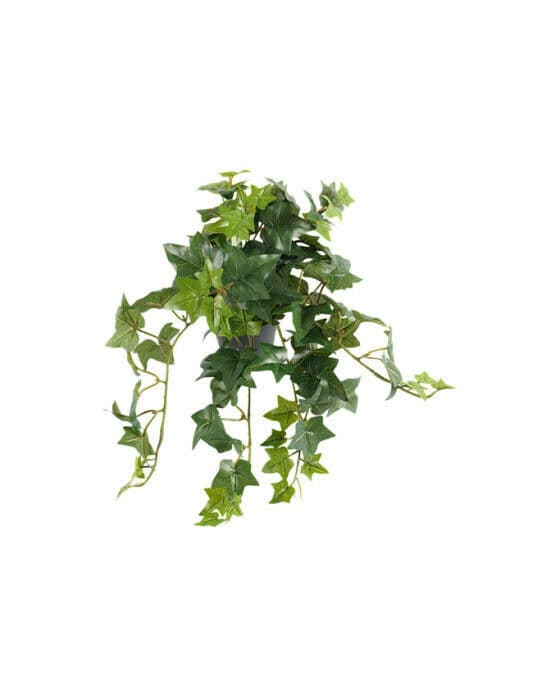 Murgröna krukväxt grön