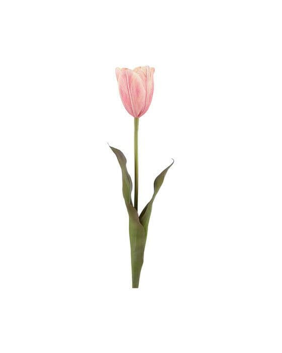 Tulpan snittblomma rosa
