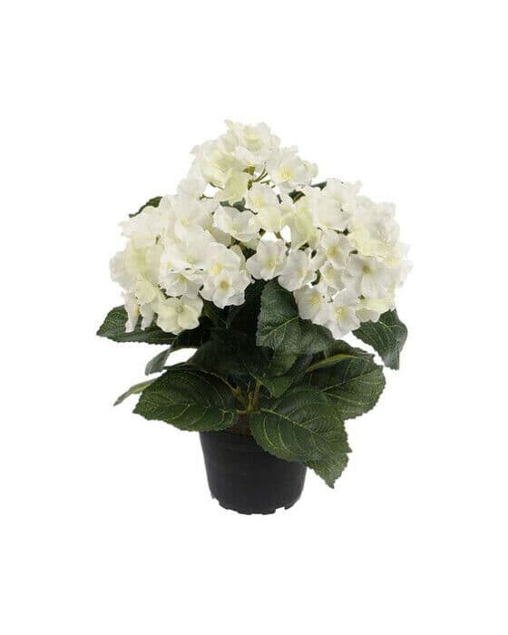Hortensia krukväxt vit