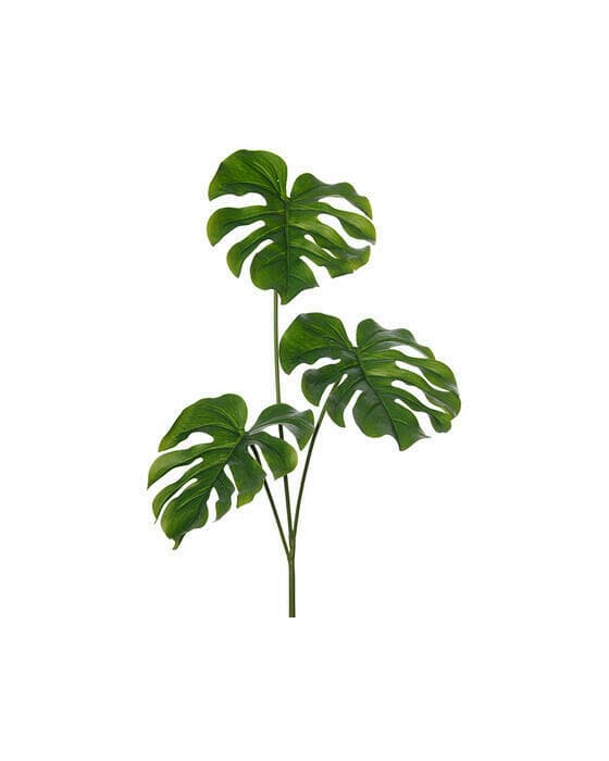 Monstera snittblomma grön