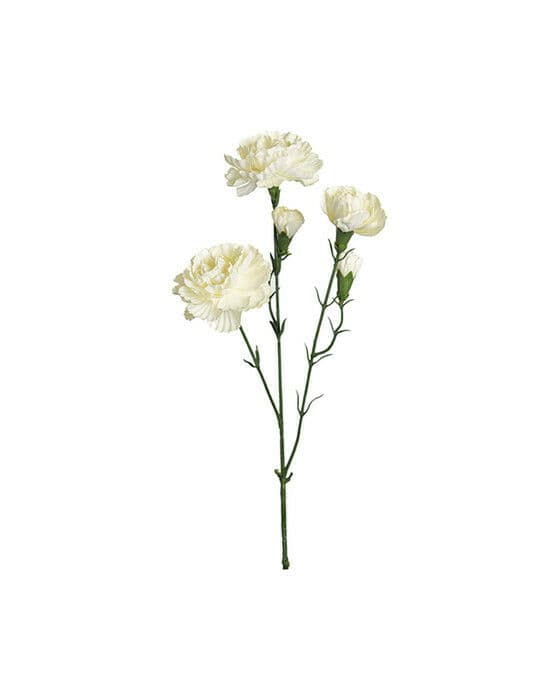 Nejlika snittblomma vit
