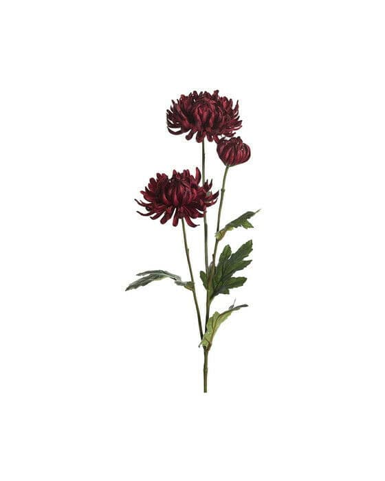 Krysantemum snittblomma röd