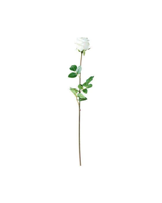 Ros snittblomma vit