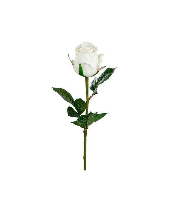 Ros snittblomma vit