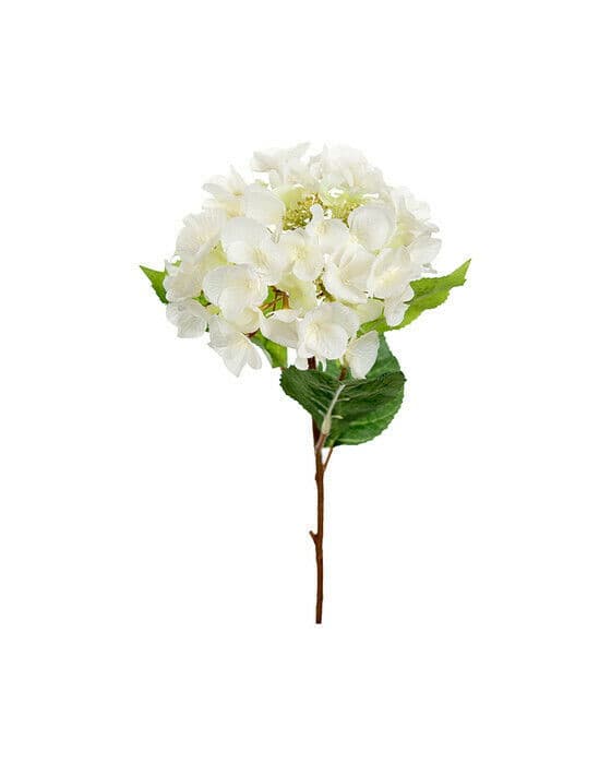 Hortensia snittblomma vit