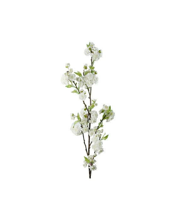 Körsbär snittblomma vit
