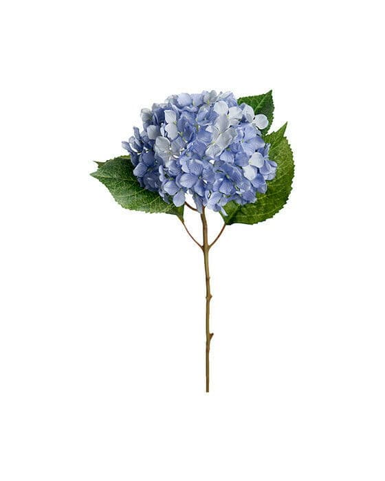 Hortensia snittblomma ljusblå