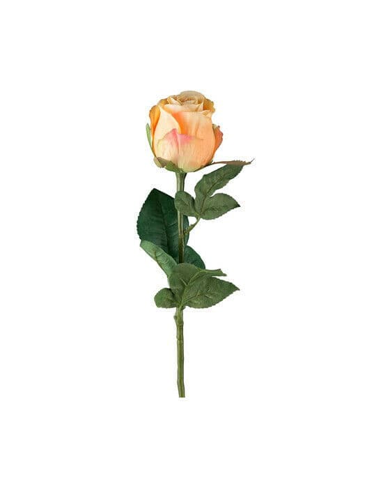 Ros snittblomma peach