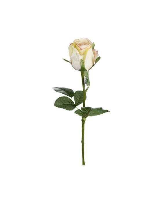 Ros snittblomma honungsgul