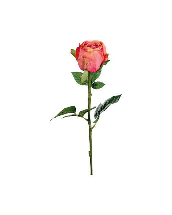 Ros snittblomma korall