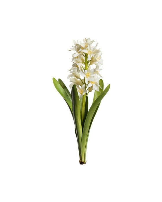 Hyacint snittblomma vit