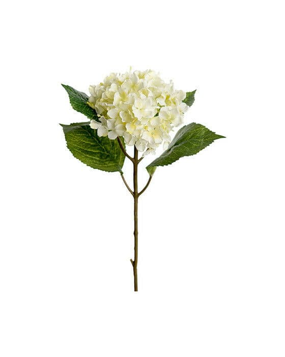 Hortensia snittblomma vit