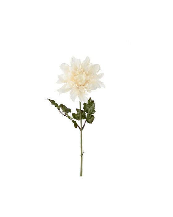 Dahlia snittblomma vit