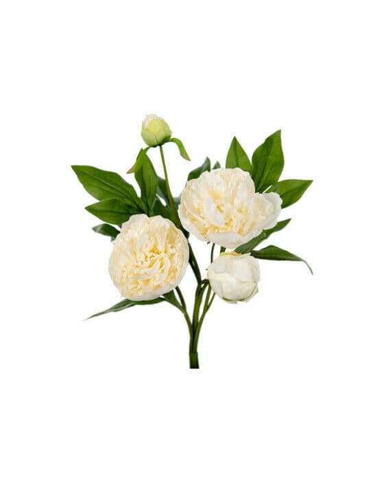 Pion snittblomma vit