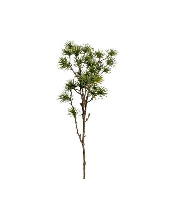 Lärk snittblomma grön