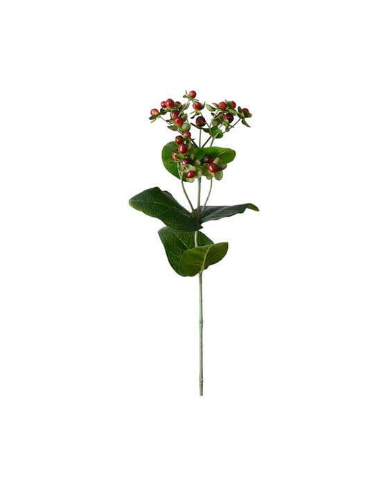 Hypericum snittblomma röd