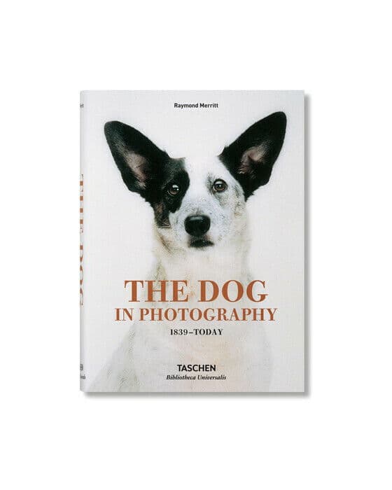 The Dog In Photography