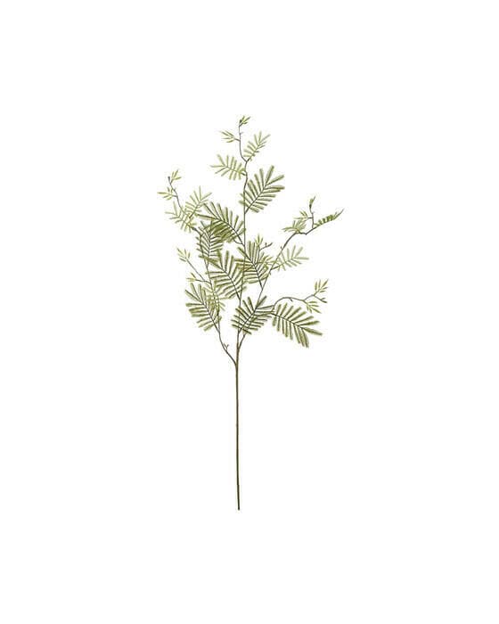 Mimosakvist snittblomma grön