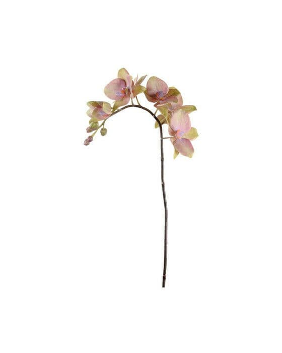 Orkidé snittblomma lila