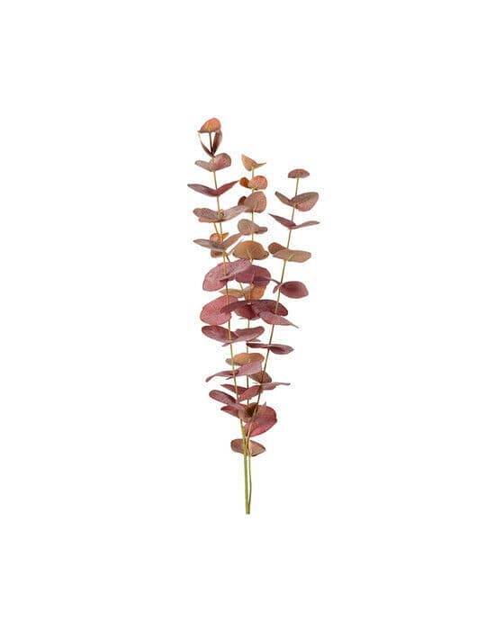 Eucalyptus snittblomma röd