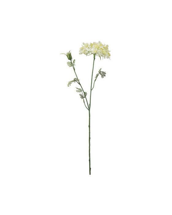 Blomsterkörvel gul