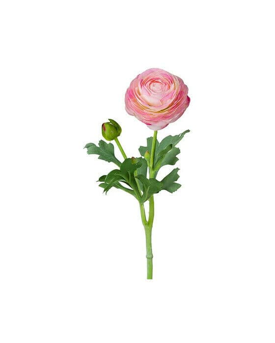 Ranunkel snittblomma ljusrosa